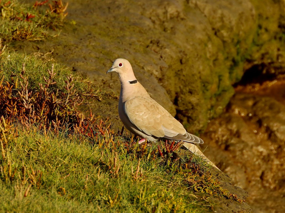 Uni on Twitter "RT BTO_GBW Collared Doves will nest in every month