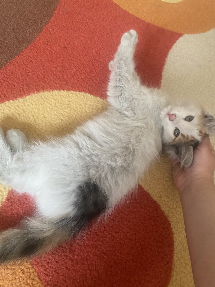 Bizim bugün iki kişilik hayatımıza üçüncü biri katıldı🫠🫶💘🌸💐🤍