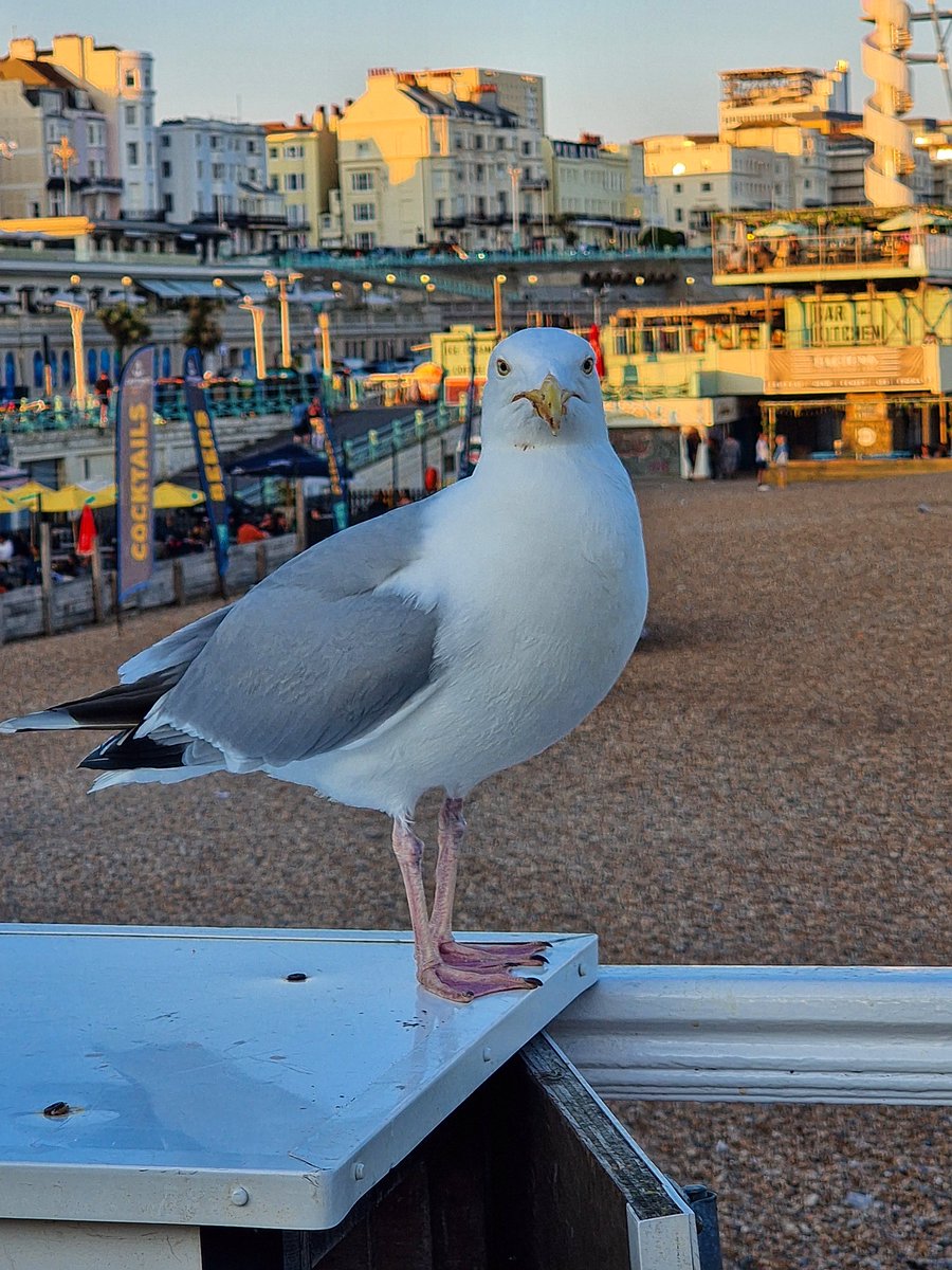 Posing seagull in Brighton. 
#seagull #posing #modeling #brightonbeach #brightonpier #holiday #animalphotography #model #seagullphotography #cute #picoftheday #visitbrighton