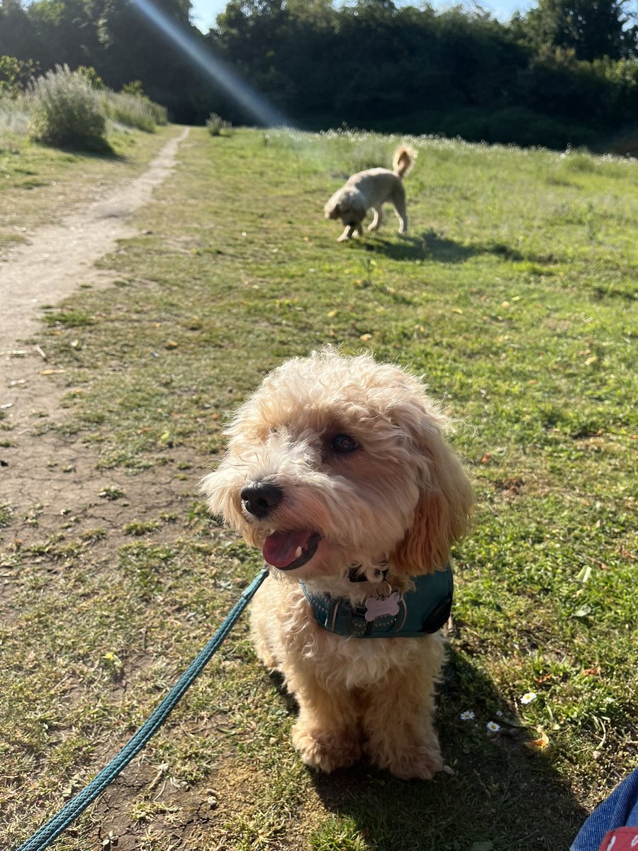 Took a friend’s dog on a walk with us this evening. And just in case you’re wondering, my pooch in the background there, did not get abducted by aliens. 
#SuperCute #DogsOfTwotter #ThursdayBlessings #nature #countrysidewalks #Hertfordshire