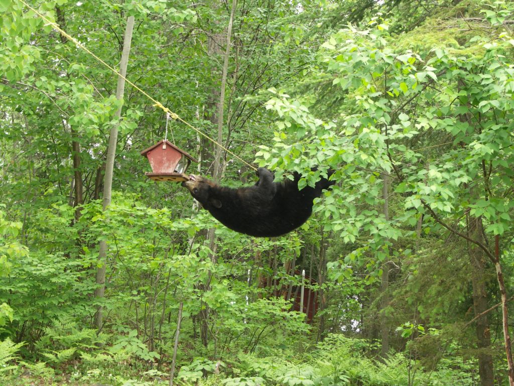 NYSDEC's tweet photo. Adirondack black #bears are clever creatures, making bear bags and hang sacks relatively ineffective against many High Peaks bears. Rent or purchase a proper canister from a local gear shop, and learn how to use it.

For other #ADK updates &amp; notices: https://t.co/2DZO06CQRS https://t.co/uqxn1C7y2p