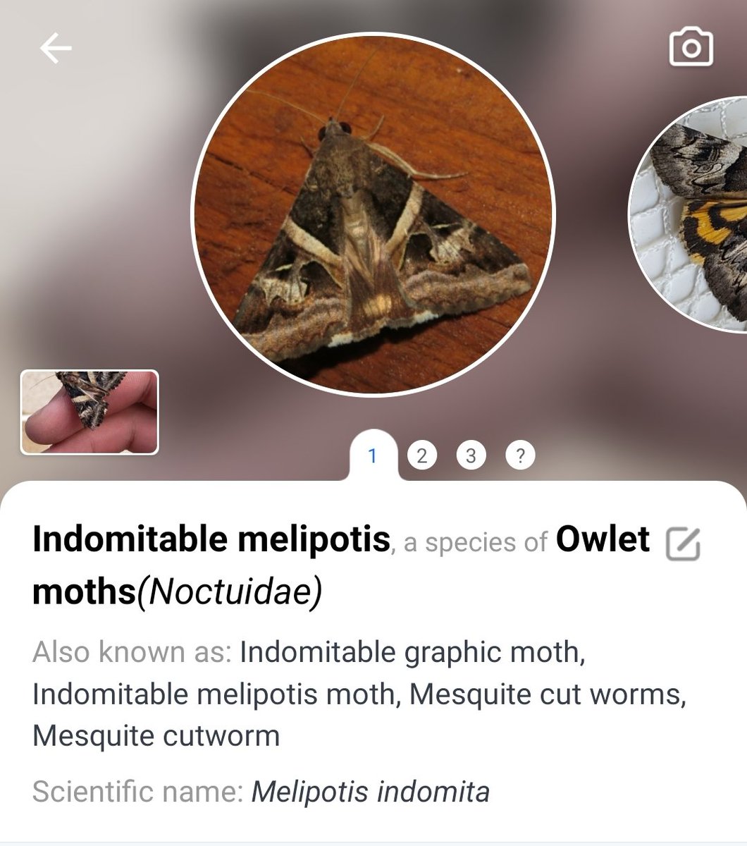 Froffff's tweet photo. Xbox? PlayStation? Nuh-uh. AMD, Nvidia, nope, listen, if you want indomitable graphics, look no further

than MOTH https://t.co/xvNJDKUAZC