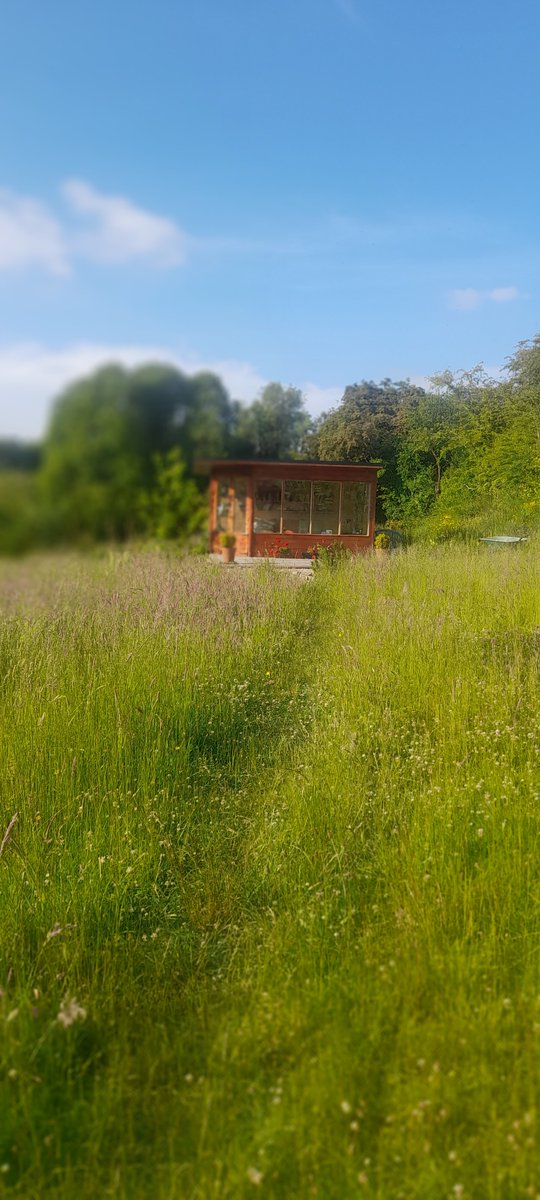 ajpquinn's tweet photo. No Mow May is reaching full riot in the back garden, revealing strange hollows and waves of humble clover and the snaking path along which I tramp every morning to my writing cabin in search of corpses and clues. Also, delighted to say that Frau Ohne Ausweg is out this  October! https://t.co/zTEX6qk7M7