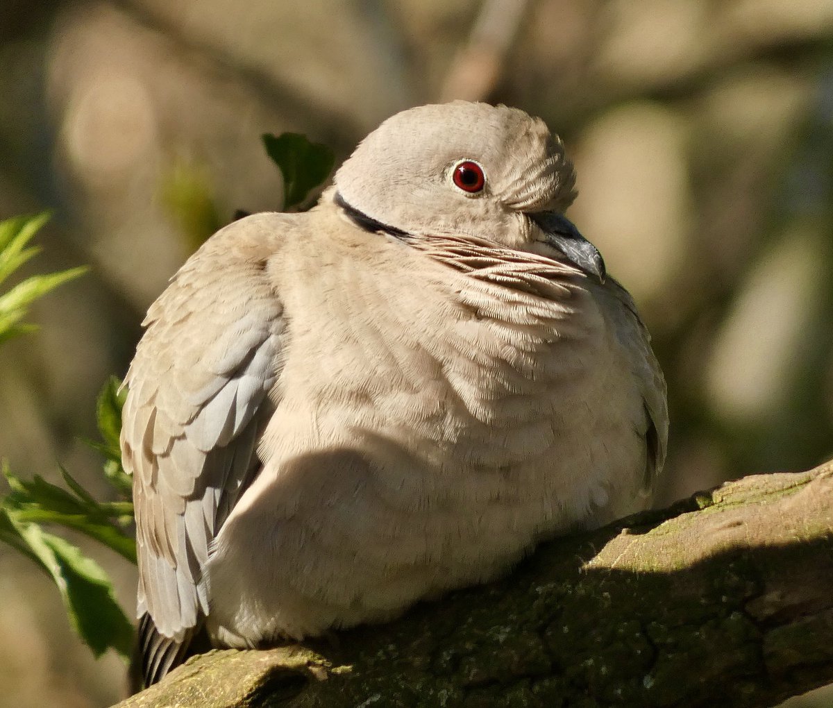 Love collared doves, we have a pair visit the garden regularly.  #springwatch