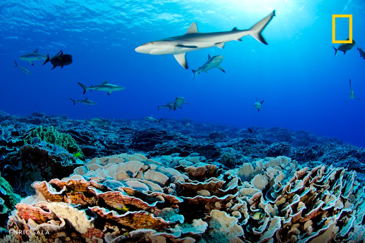 Happy World Oceans Day! Enjoy this image from our archives of the pristine coral reef of Ducie Atoll, seen on the 2012 National Geographic Pristine Seas expedition to the Pitcairn Islands