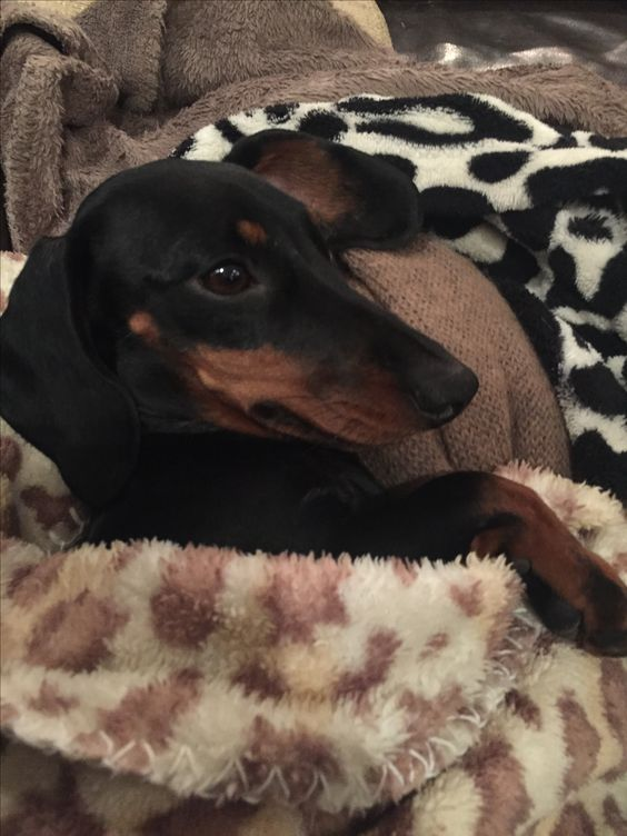 cachorro salsicha preto e marrom deitado de ladinho enroladinho numa cobertinha de oncinha olhando meio de lado e com uma patinha da frente pra fora da coberta