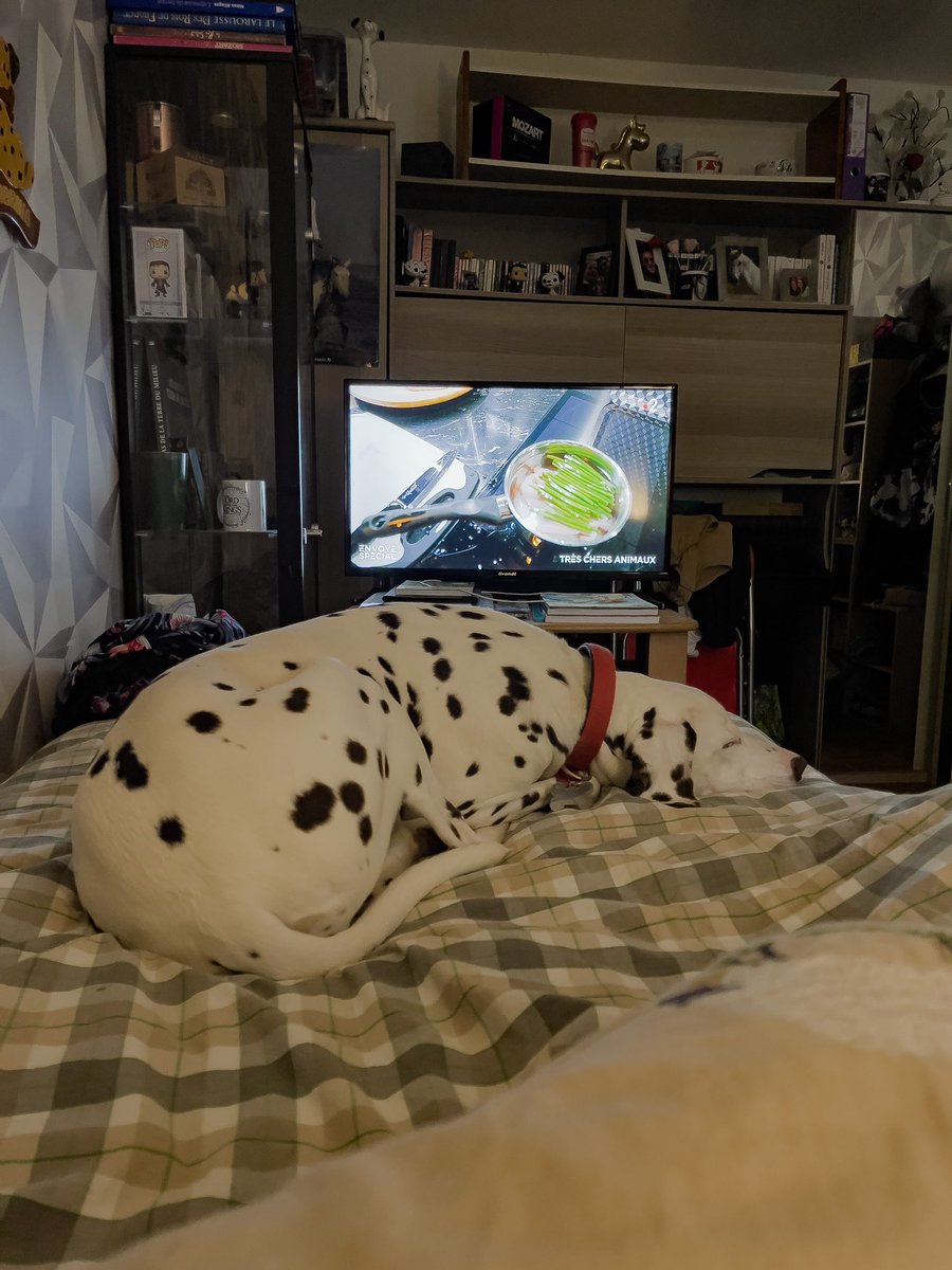 storysofjenn's tweet photo. #EnvoyéSpécial en bonne compagnie 🐶🩵 #france2 #TrèsChersAnimaux https://t.co/Co4rxX70Xq