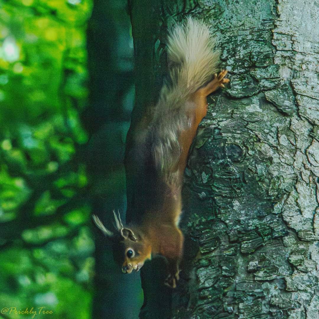 treebleetto's tweet photo. Ullswater https://t.co/Sjcd4WkxTW