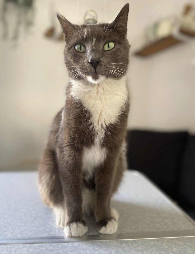 _LeChatPitre's tweet photo. Miso est toujours à l’Oasiscat et nous n’avons toujours pas de solution pour lui ! 😿 https://t.co/rkgVNfuJXN