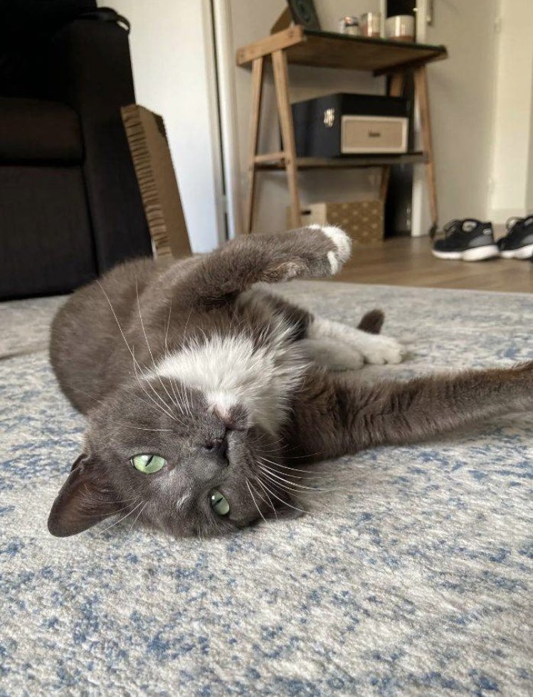 _LeChatPitre's tweet photo. Miso est toujours à l’Oasiscat et nous n’avons toujours pas de solution pour lui ! 😿 https://t.co/rkgVNfuJXN