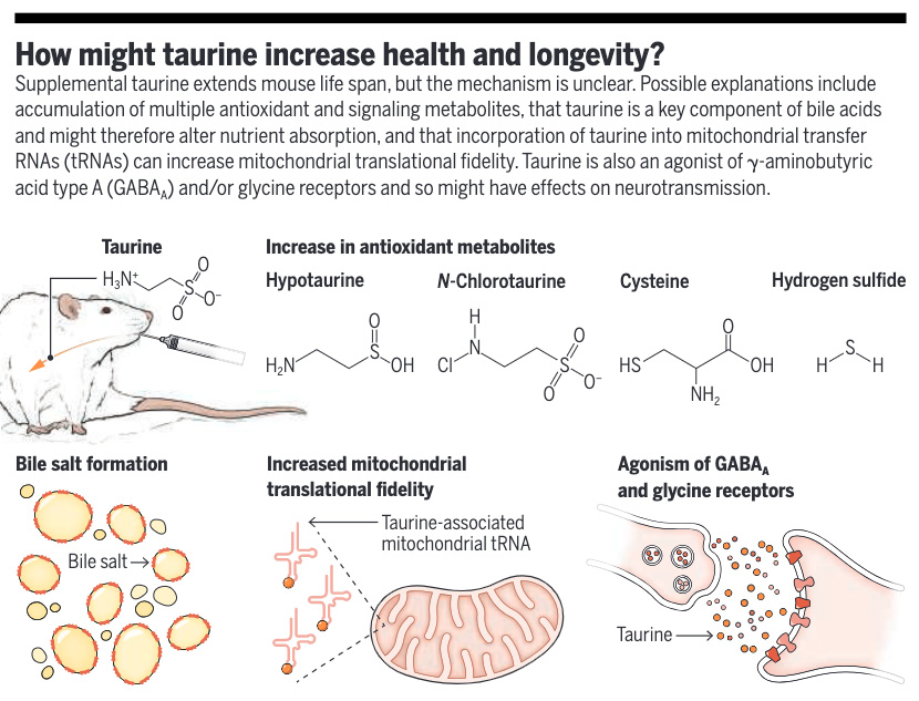 Taurine deficiency may be a driver for aging, finds a new Science study in several animal models. The results warrant clinical trials to examine taurine’s effect on healthy lifespan in humans.

📄: scim.ag/2W2
#SciencePerspective: scim.ag/2W1