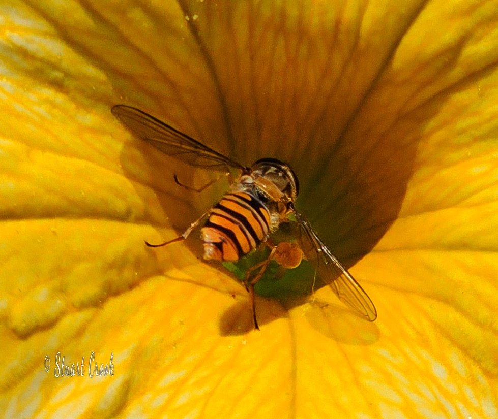 A hoverfly exploring. Taken with my phone, which is unusual for me.