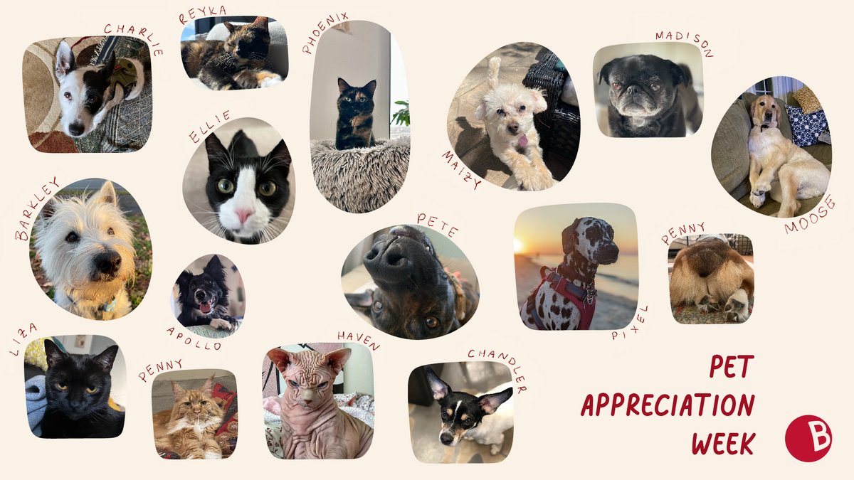If there’s anything we love more than telling stories, it’s our pets! For #PetAppreciationWeek, we wanted to thank them for always interrupting Teams meetings, begging for food while we’re working and being a cute distraction.