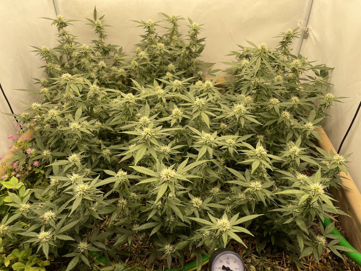 luckydope_69's tweet photo. Critical kush x pineapple skunk runs again! #weed #CannabisCommunity #cannabisculture #420community #stoner #followme #WeedLife #growyourown https://t.co/PvDaEXddZx
