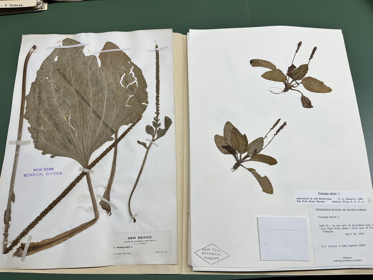saltyecoevo's tweet photo. Our visit to the @NYBG has been incredibly eventful! After experiencing such awful air quality, we got to see some great specimens and had lunch with the fabulous @ana_bosslady and @pedoconnective. @evoyeyo #NSF #prfb https://t.co/xIkaYYLCcc