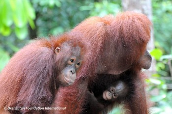 Bl0ss0mBee's tweet photo. I learnt that baby orangutans stay with their mothers for approximately 7-9 years and go through stages of maturing before leaving their mothers. 
https://t.co/T3DiX0Ol5Q 
#WhatIlearnedin39C https://t.co/2LAzNyMZNH
