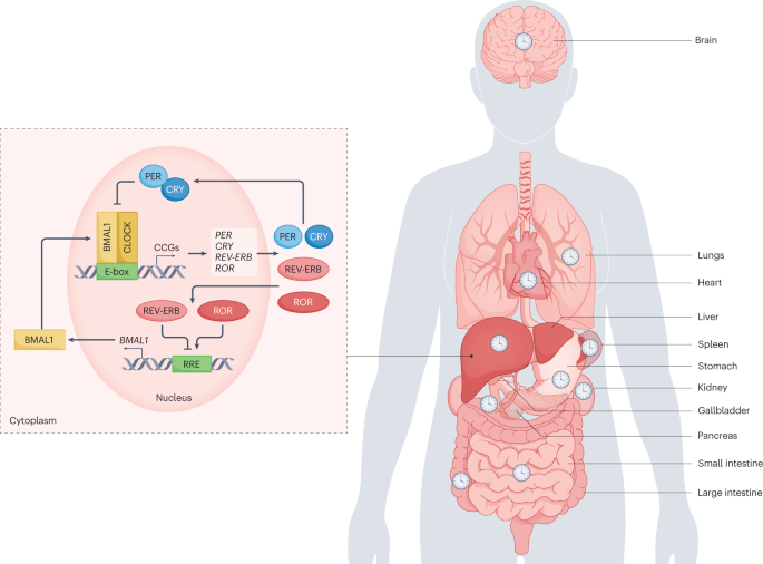 Nature Reviews Gastroenterology & Hepatology tweet media