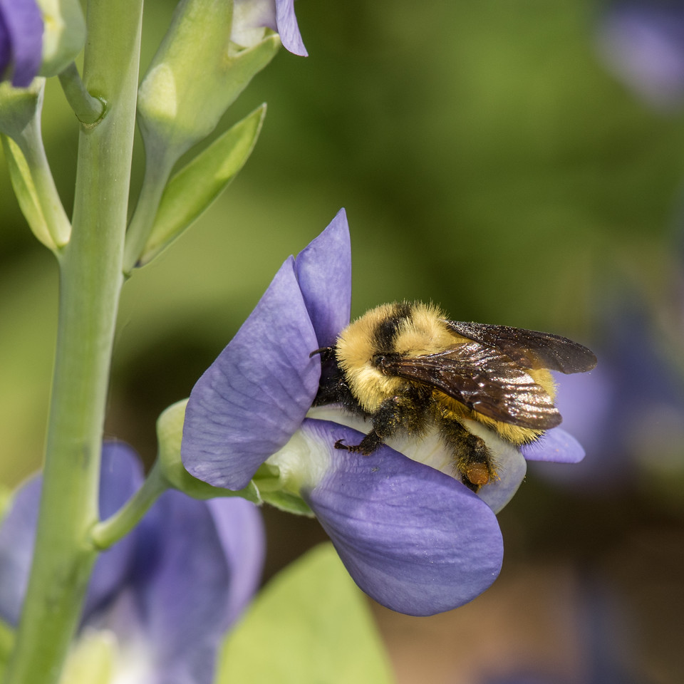 The Bee Conservancy tweet media