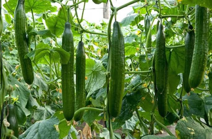 Cucumber Farming In Kenya
Cucumbers farming is done on either fields or green houses. Field grown cucumber plants are typically started as seeds and are either mechanically or hand planted. Many commercial operations train their plants to grow on poles or trellises to keep....