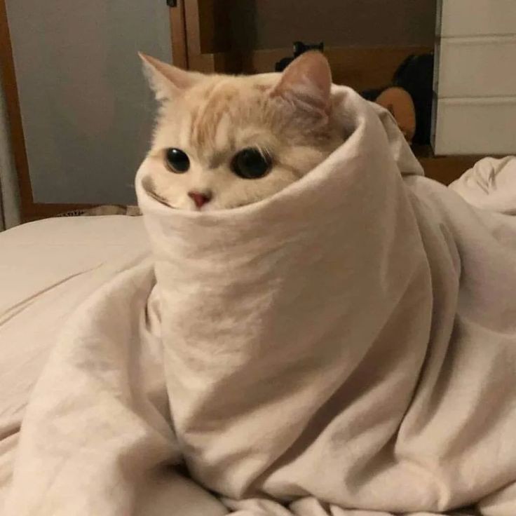 TukiTuk 🐈 tweet media