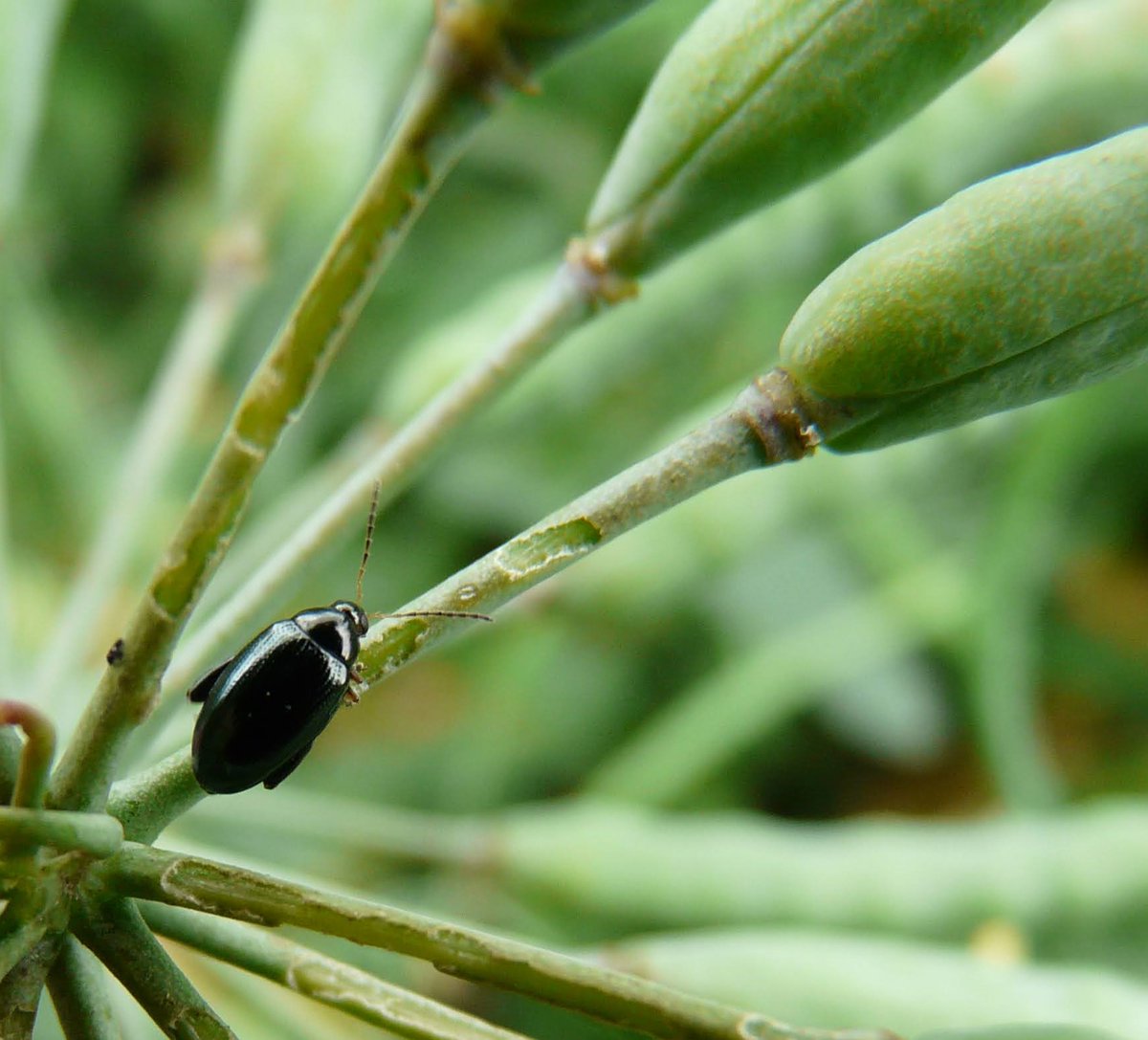 Flora COUTURIER-BOITON tweet media