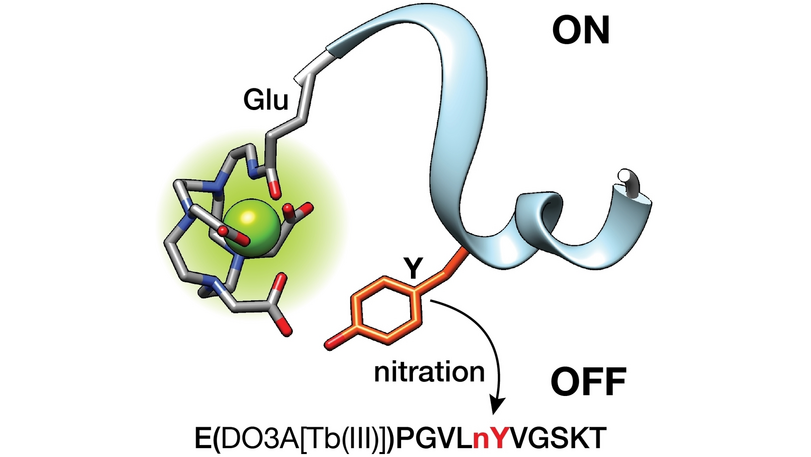 ChemBioChem's tweet photo. Probing Tyrosine Nitration with a Small Tb(III)-Metallopeptide (Pazos et al.) @elena_pazosch @CICAUDC #ChemBioTalents #openaccess https://t.co/IOt7Xh35z3 https://t.co/uamERIv4GN