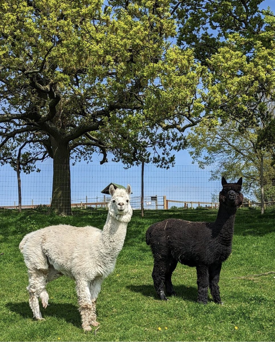 Why not visit the Salvation Army this Open Farm Sunday? #openfarmsunday 🦙🐓🐏