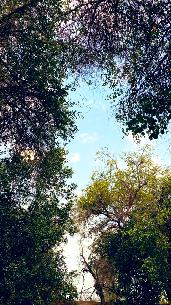 Noorsalemo's tweet photo. اللهم مزيداً من الأيام اللتي تلمسنا برقتها💚. https://t.co/XlcqYRhKjd