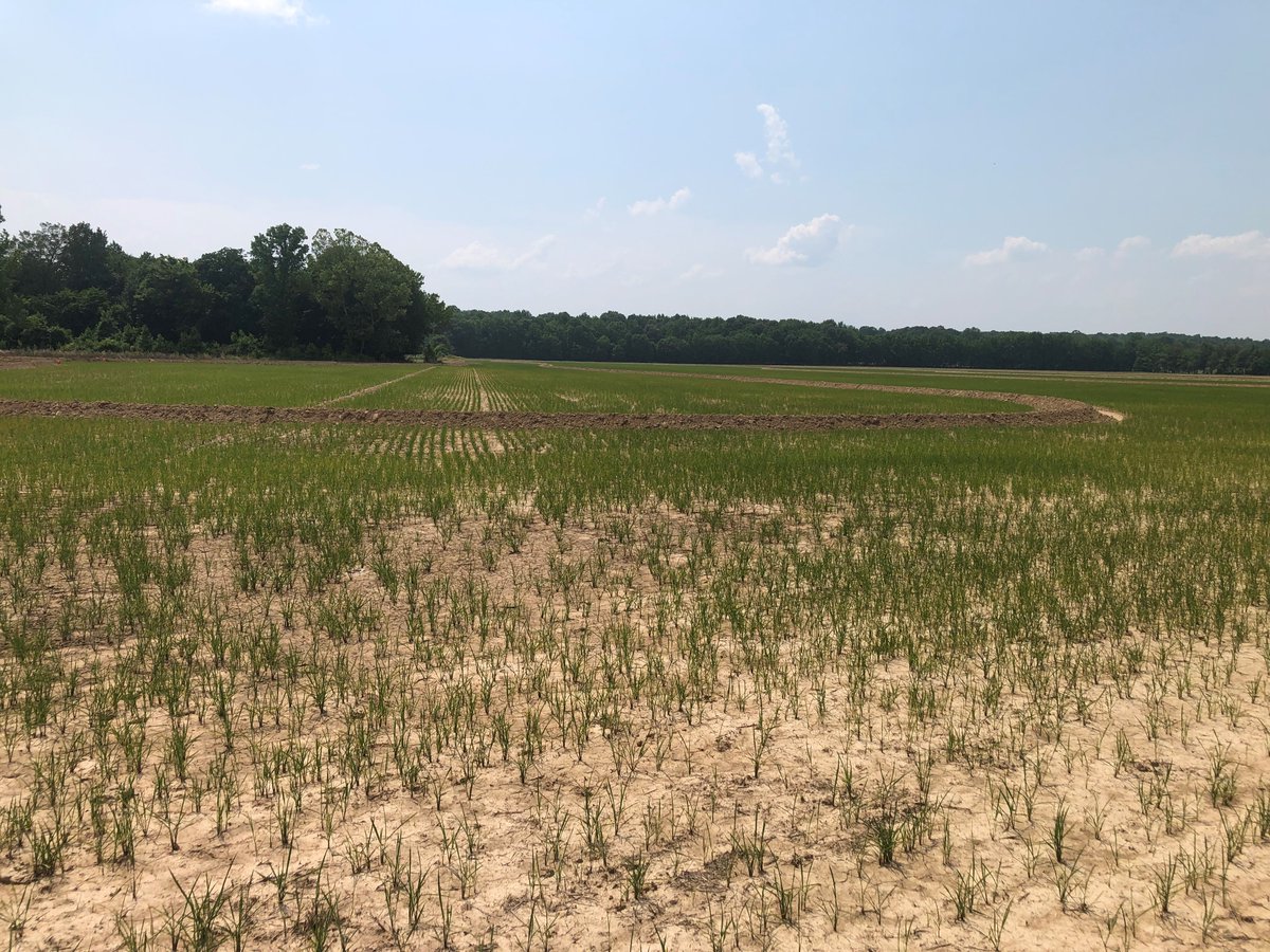 Glaub Farm Management, LLC tweet media