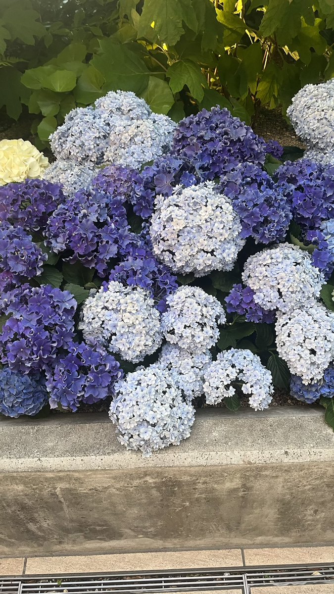 ʀɪɴᴀ tweet media