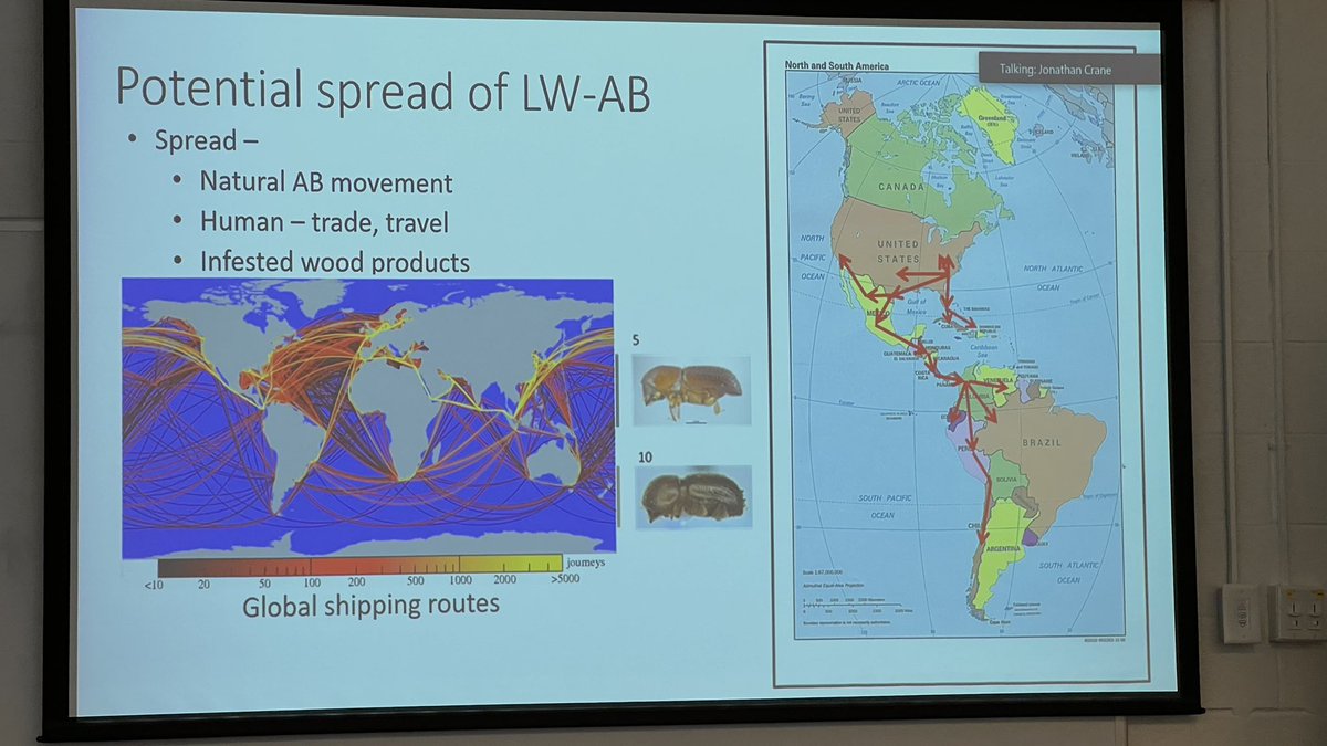 Possible spread of #laurelwilt  #avocado