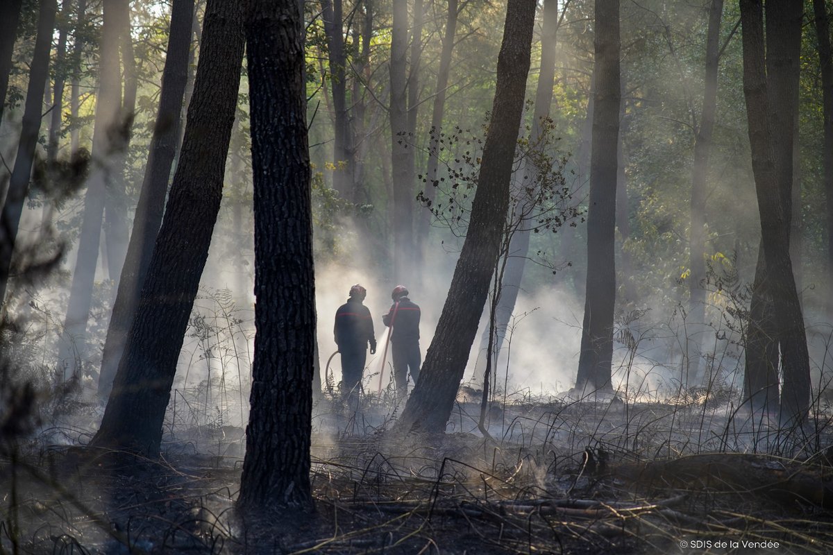 Ce matin un #FeuDeForêt a eu lieu sur la commune #Fougeré dans le département de la #Vendée (85)

🌳1 hectare de brûlé 

🏰 La protection d'un château a été effectué 

🚒 79 sapeurs-pompiers étaient sur place avec 23 engins

©️ @sdis84