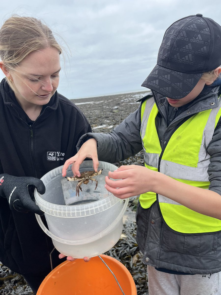 MNA_Year6's tweet photo. This afternoon we took part in a seashore safari activity. We hunted for lots of different creatures and some of us were brave enough to hold some of the wildlife! @morley_newlands https://t.co/lEIvGVz8Qu