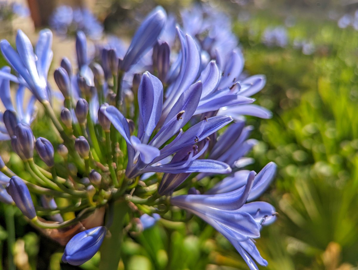 The Gardens will be accessible only to Plant Fair ticket holders this Saturday 10 June. The Museum will be open as usual! horniman.ac.uk/event/horniman…