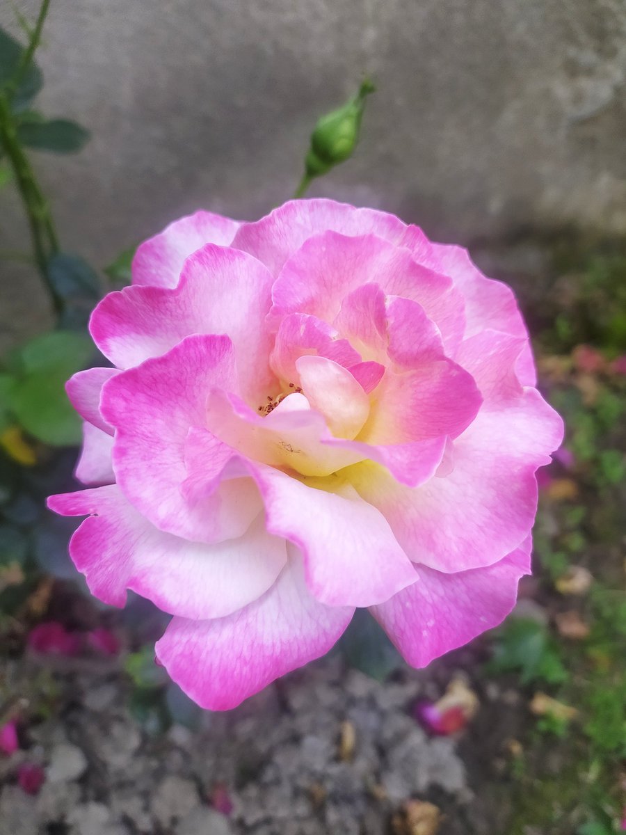 SaimaTabasum's tweet photo. Be a Rose.. Cheer up your surroundings even if you are bounded by thorns.. 
~Saima Tabasum https://t.co/vSZ0ucUHgD