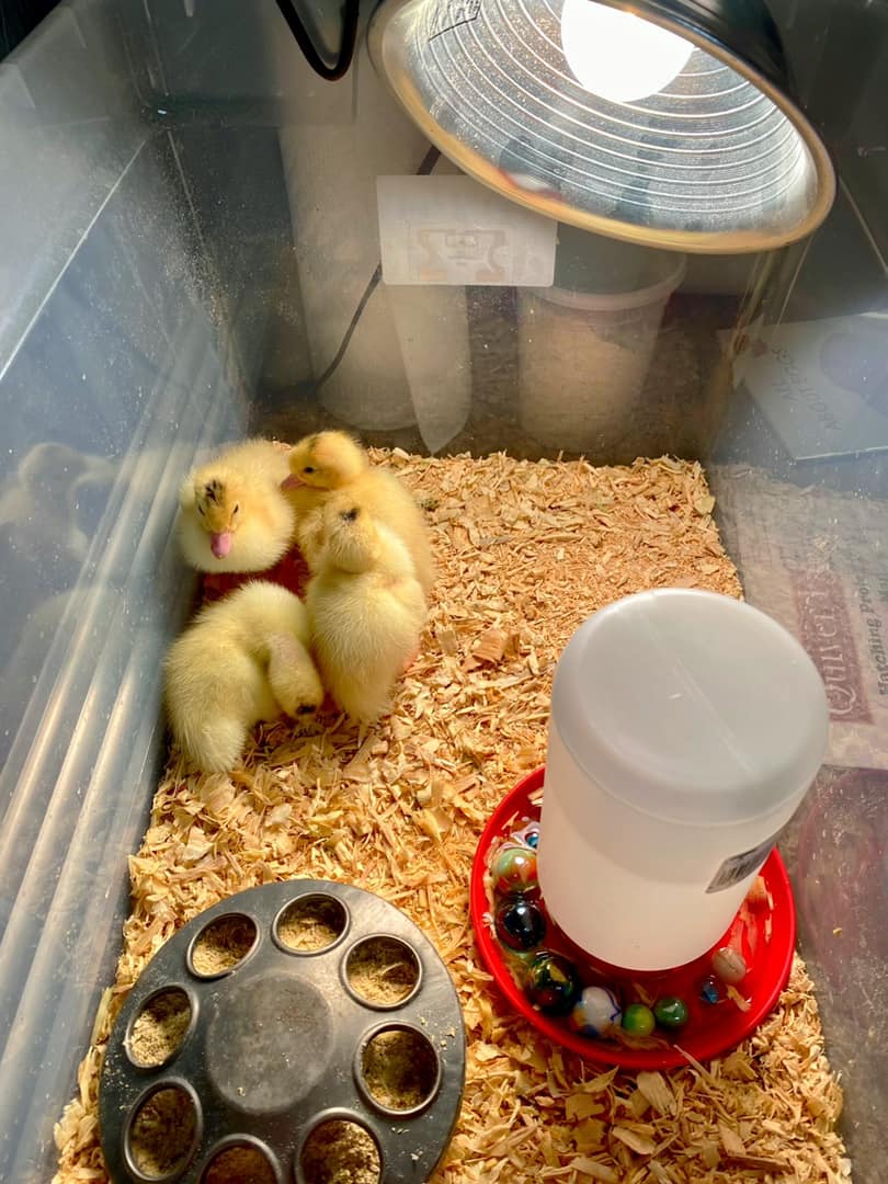Escuelas Católicas NY (@escuelas_archny) on Twitter photo Los estudiantes de Immaculate Conception School en #TuckahoeNY cuidaron de estos patitos rotando los huevos tres veces al día y manteniéndolos en una incubadora. ¡La recompensa fue cuatro patitos adorables!
📸: <a href="/icschool_online/">Immaculate Conception School</a>
icschoolonline.org Los estudiantes de Immaculate Conception School en #TuckahoeNY cuidaron de estos patitos rotando los huevos tres veces al día y manteniéndolos en una incubadora. ¡La recompensa fue cuatro patitos adorables!
📸: <a href="/icschool_online/">Immaculate Conception School</a>
icschoolonline.org