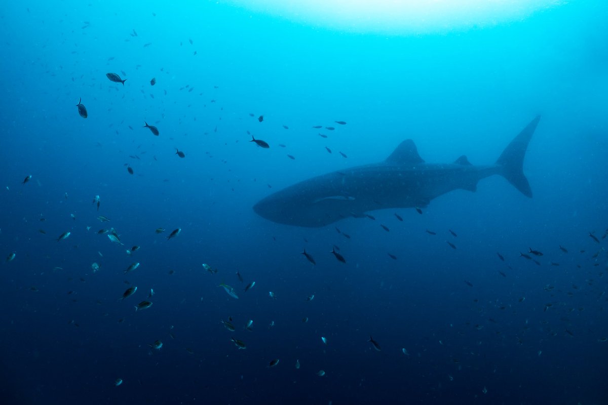 Happy World Oceans Day! 

Remember this Whale Shark spotted in our Bonaire Marine Park, over a year ago? 😍The ocean is home to countless magical creatures. What's your favorite sea animal?

Photo Credit: Cate Rigoulot