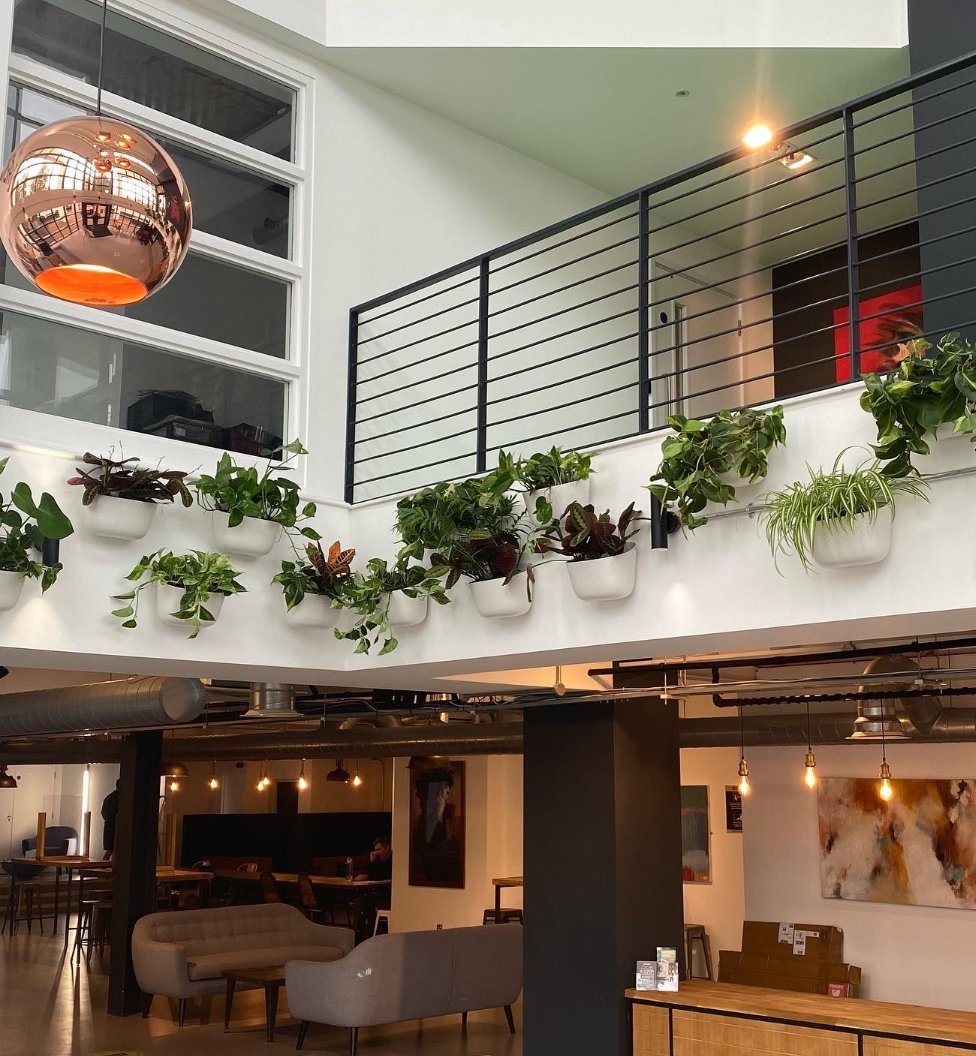 JustPlants's tweet photo. Installed back in September 2020, these plants have thrived; creating a beautiful reception feature. 

@wallygrowplanters eco pots are perfect for plant displays where space is tight, or if you just want to have some fun with a wall space. 

Swipe to see how they look today... https://t.co/gFCU7QyCl9