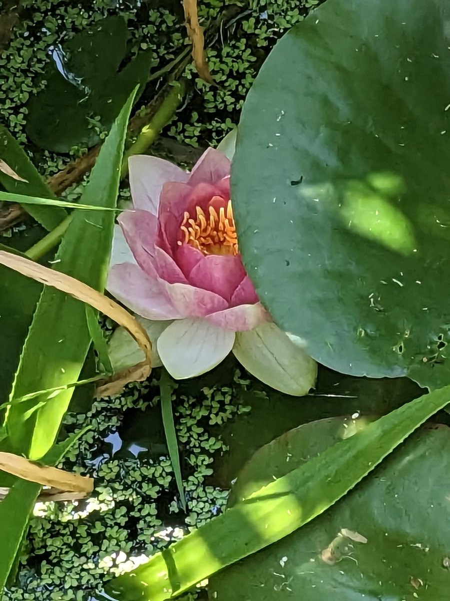 Waterlily