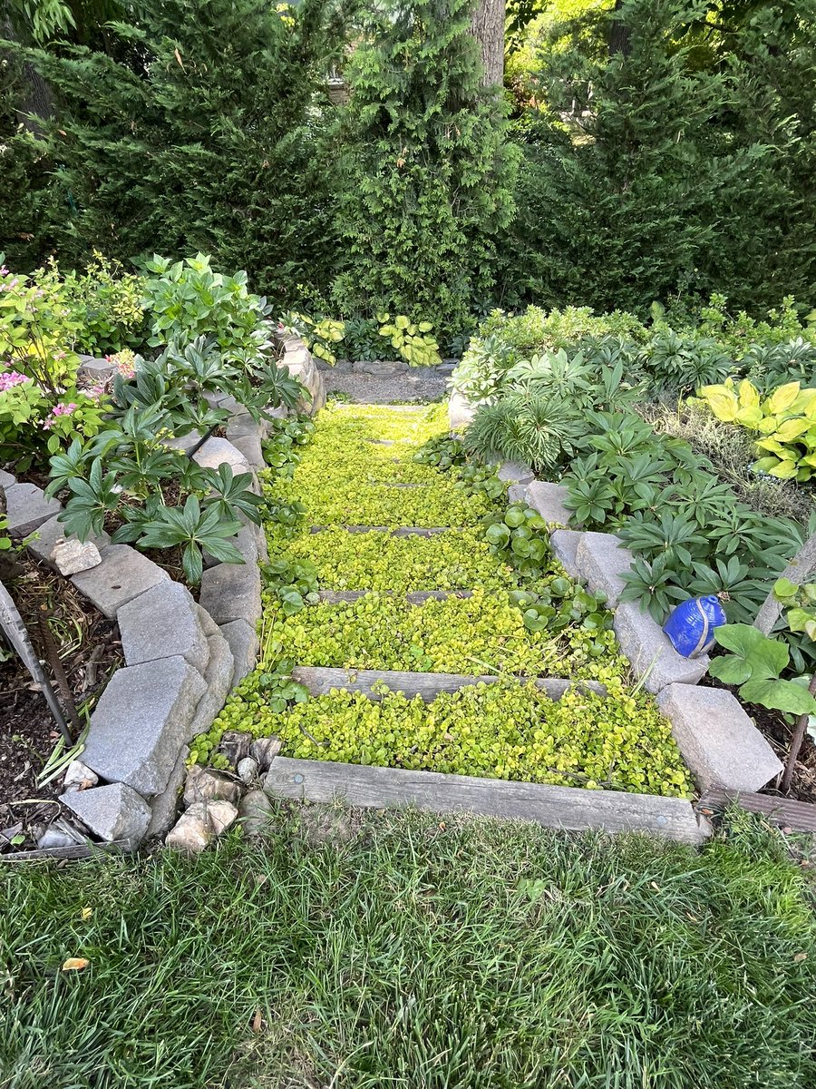 Golden Creeping Jenny used as a Groundcover on low steps in a part-shade garden. Lysimachea is just one of the many #groundcover plants profiled in my book Groundcover Revolution. #gardendc #gardenjng #groundcovers #groundcoverplants #creepingjenny #groundcoverplants