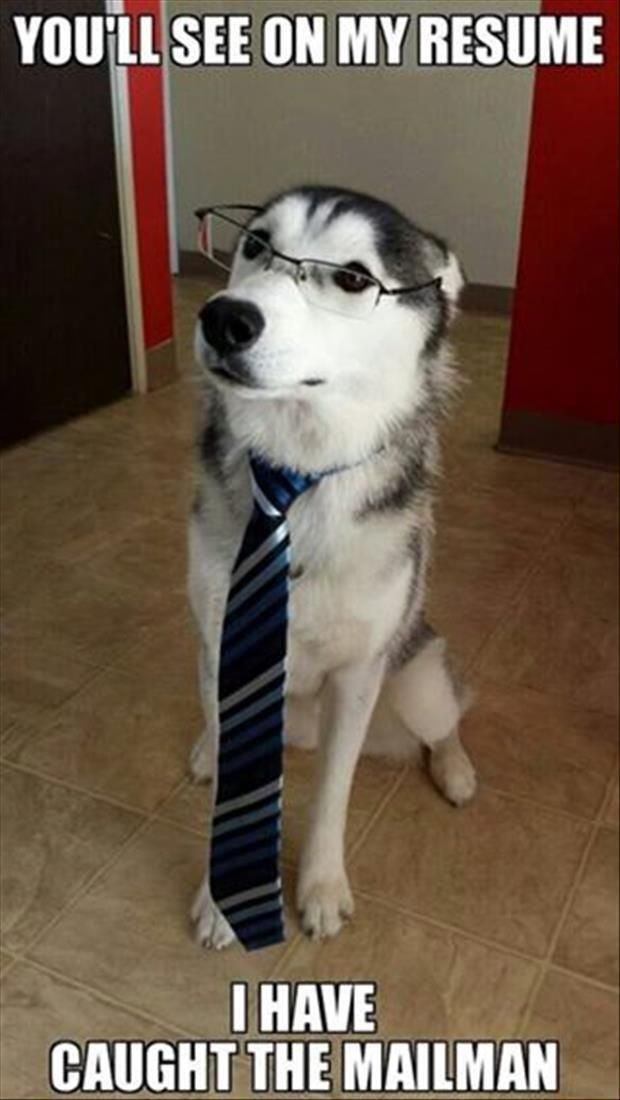 #HowToLookIntelligent dress up that resume or CV! 

#dogtweet #dogsoftwitter #doglife