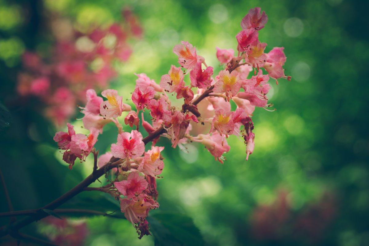 #photography #chestnuttree #flowers #nature #spring