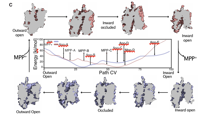 Willow Coyote-Maestas tweet media