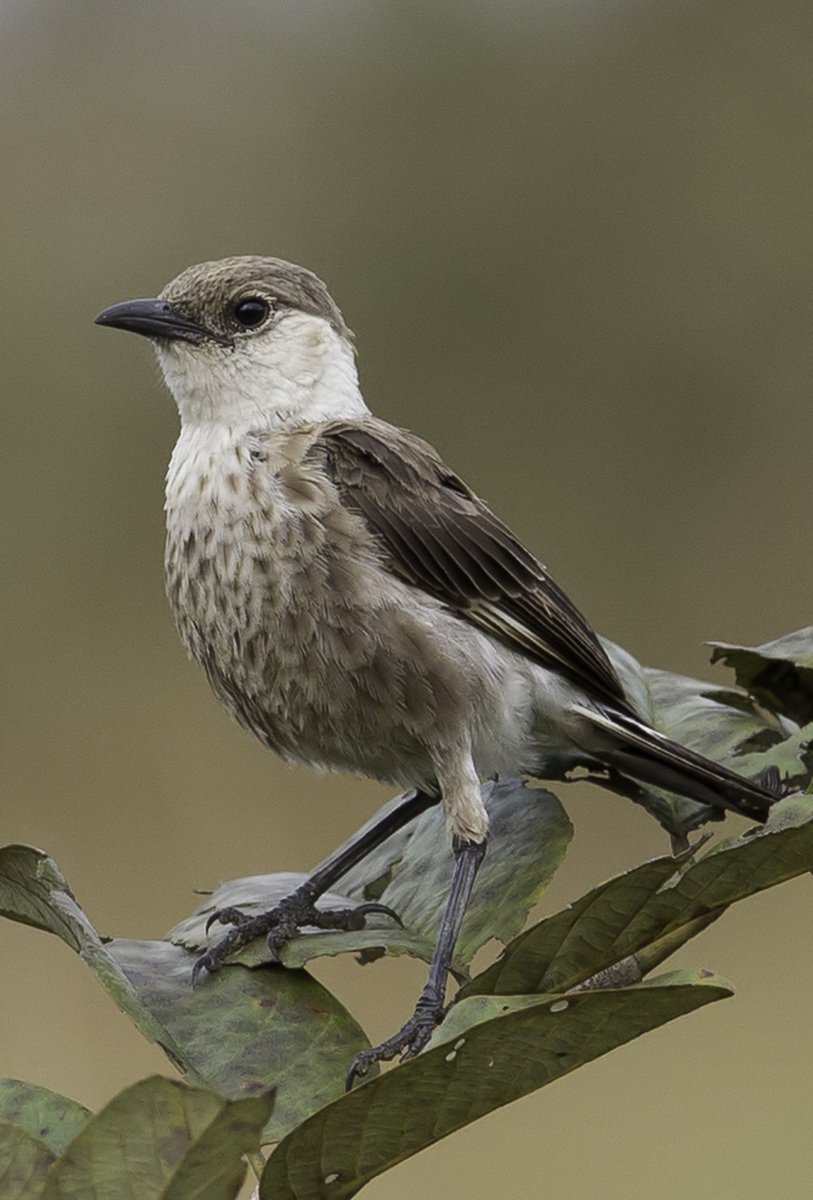 Meet the Congo Moor Chat.

Its cheerful song alternates higher whistled notes and lower chirruping notes. 

Share your favorite birdwatching moments with it and let's celebrate the wonders of nature together.🌍 

📷Credit: Paul van Giersbergen