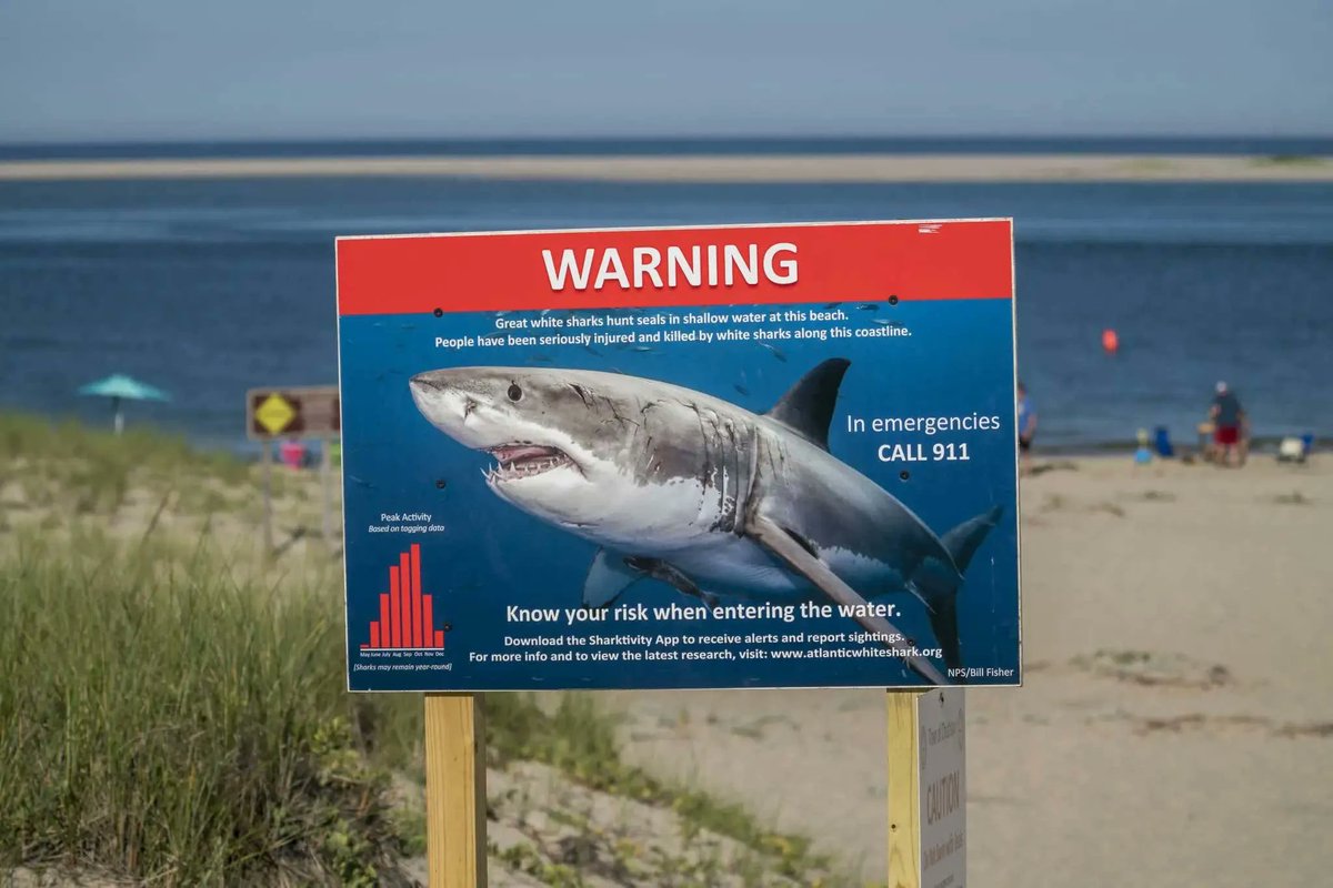 barstoolsports's tweet photo. A Shark Study Using Drones Shows That Great Whites Only Swim Around Humans 97% of the Time. Enjoy Your Summer! https://t.co/M1PZ2lNJ69 https://t.co/FobbxIiWbS
