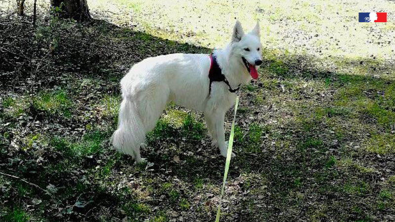 🦮🌳En #forêt, les animaux de compagnie peuvent perturber la faune sauvage, pendant la période de reproduction et des naissances au printemps.
👉Du 15/04 au 30/06, il est obligatoire de tenir son #chien en laisse en dehors des allées forestières.
Infos ➡️ loom.ly/5JRAXJM