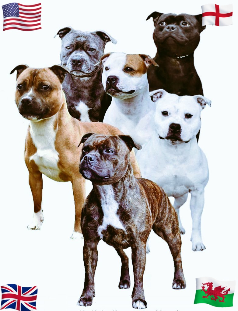 e-Ruffian.com SBT Kennel tweet media