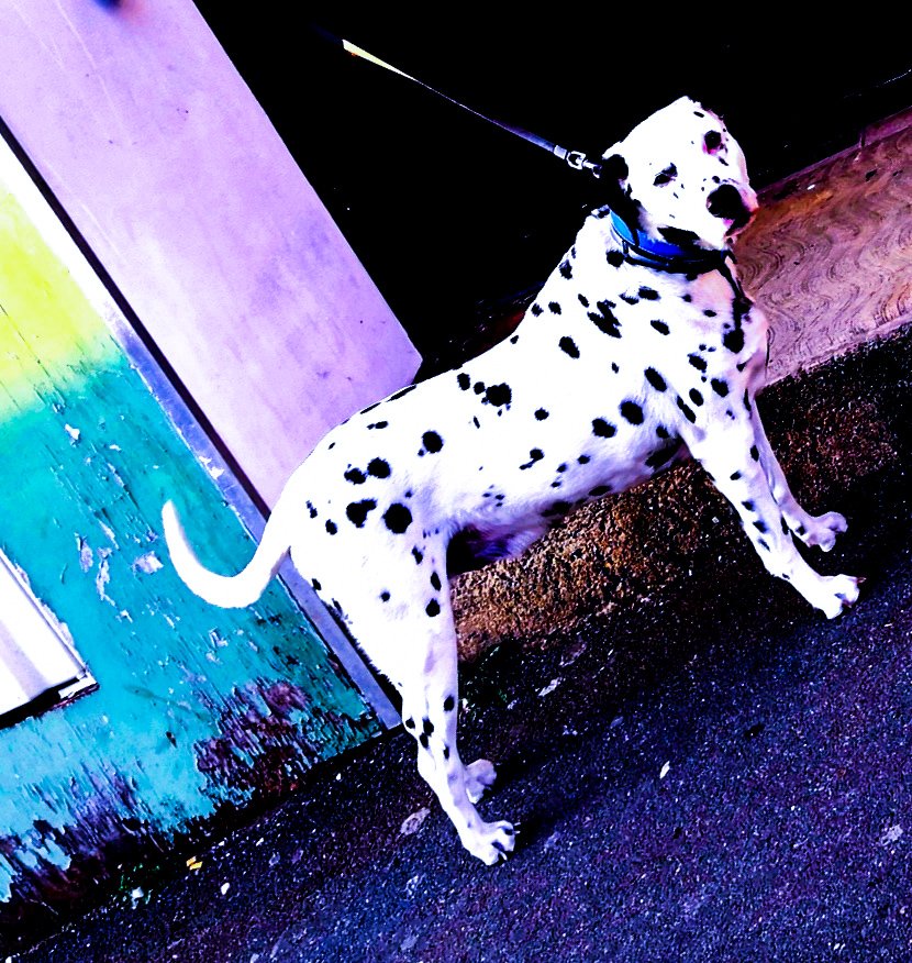 LobeEwan's tweet photo. Quelqu'un peut dire à Cruella de me lâcher la grappe ? #dalmatien #animalkingdom #freedom #beauty #photographe #photographie #ewanlobejr #culture #cruella #disney https://t.co/tllxQsV1xB