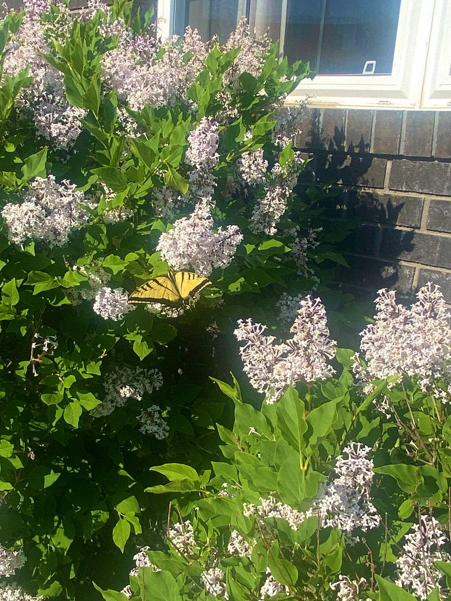 roseofsharron_'s tweet photo. Three @waterparks covers from my TikTok and one photo of a butterfly I saw this morning :) https://t.co/yHtn43DSoO