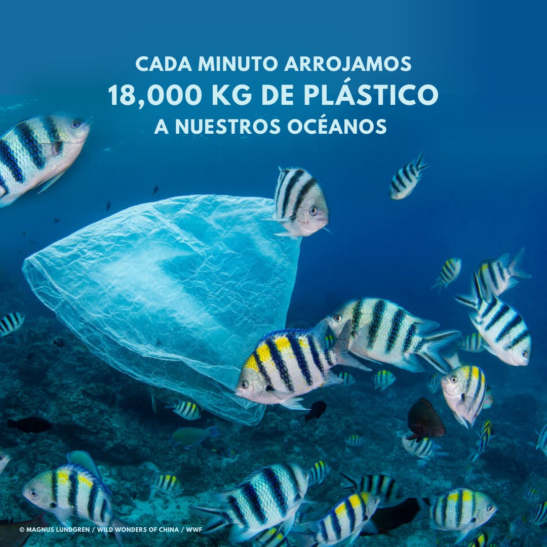 La contaminación por plásticos afecta casi todos los rincones de los océanos incluyendo a los animales marinos...